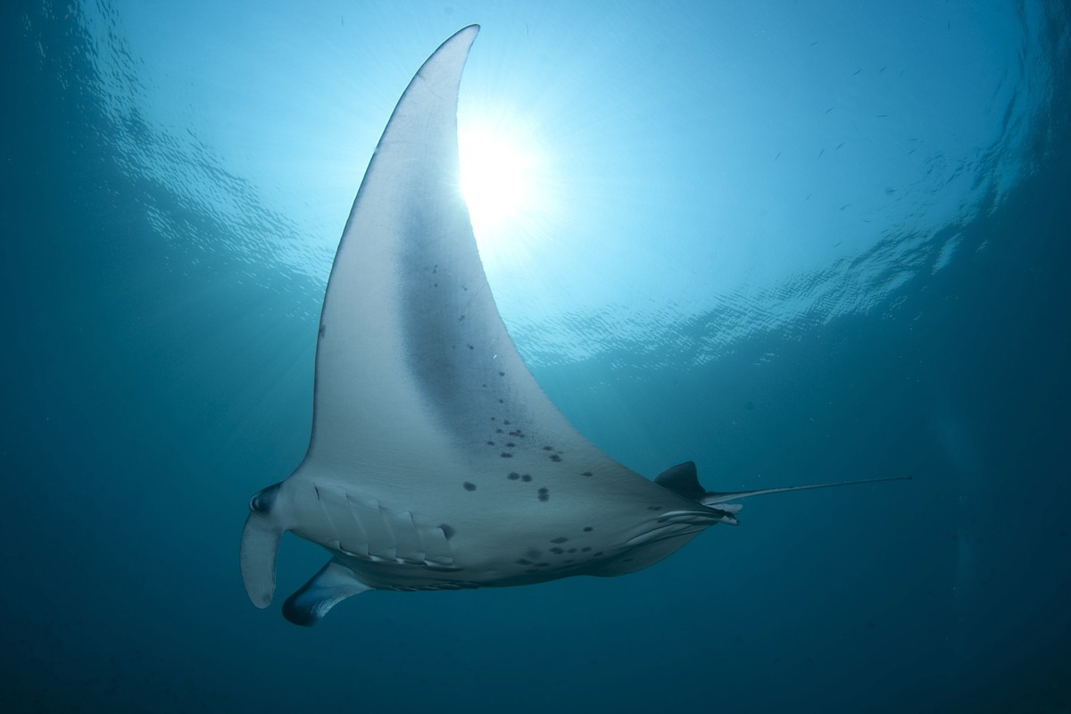 Where to See Manta Rays in Bali