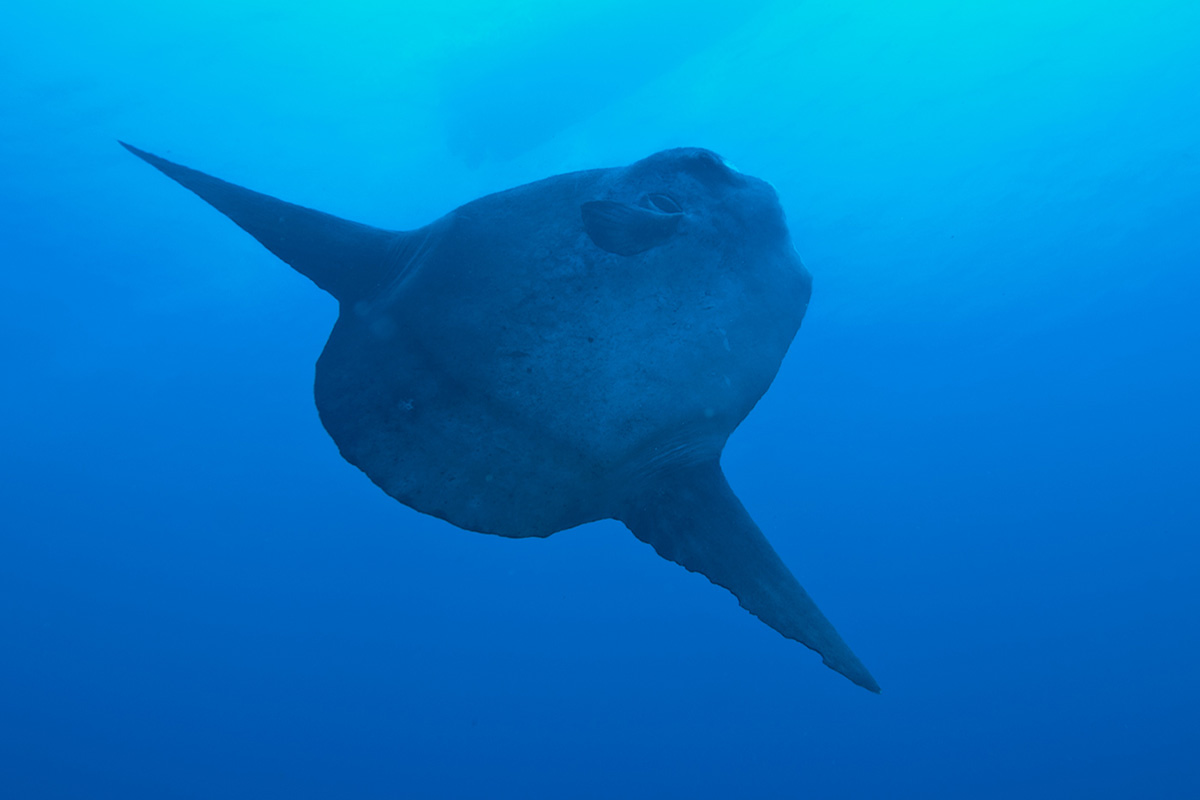 Explore the Spectacular Diving At Nusa Penida, Bali