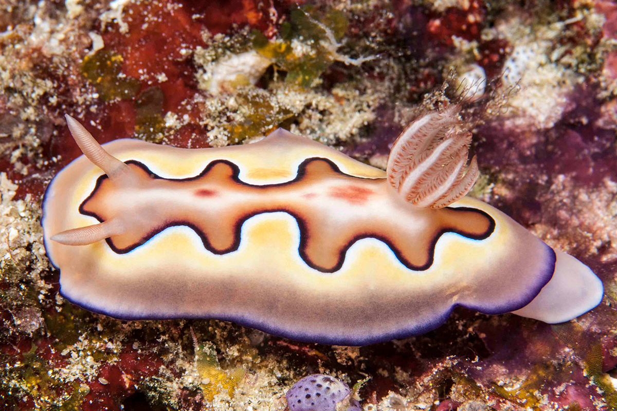 Dive into the magical world of nudibranchs in Bali