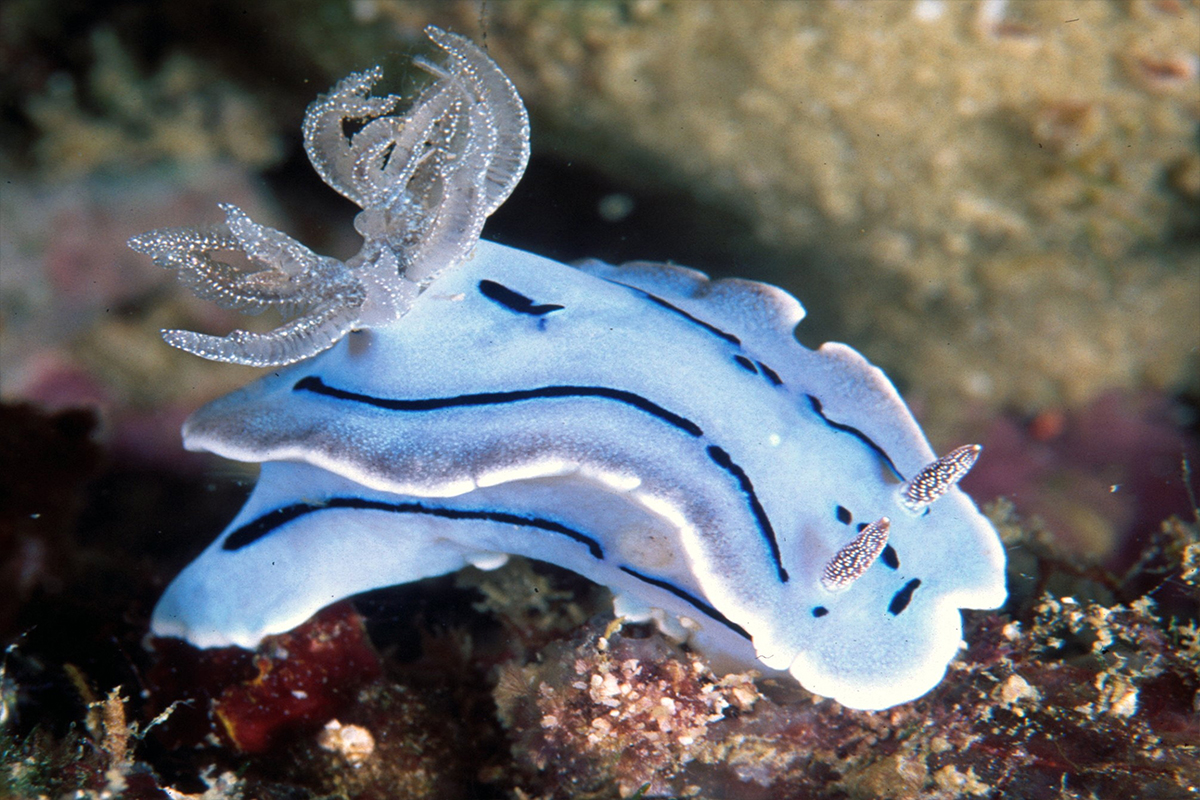 Dive into the magical world of nudibranchs in Bali
