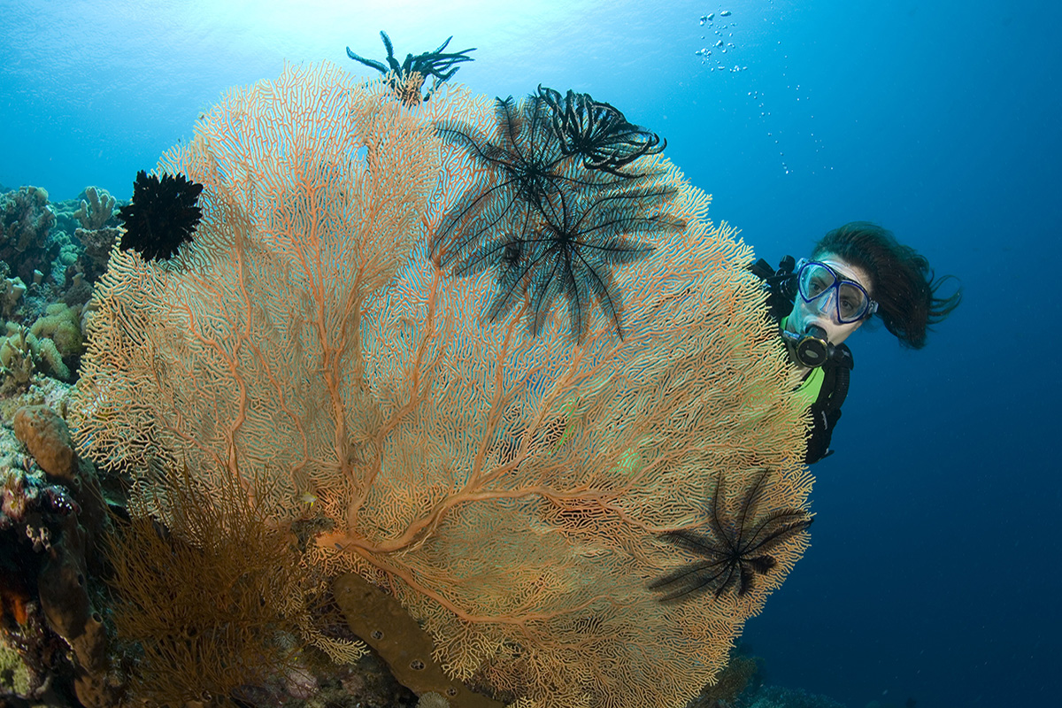 Explore the Spectacular Diving At Nusa Penida, Bali