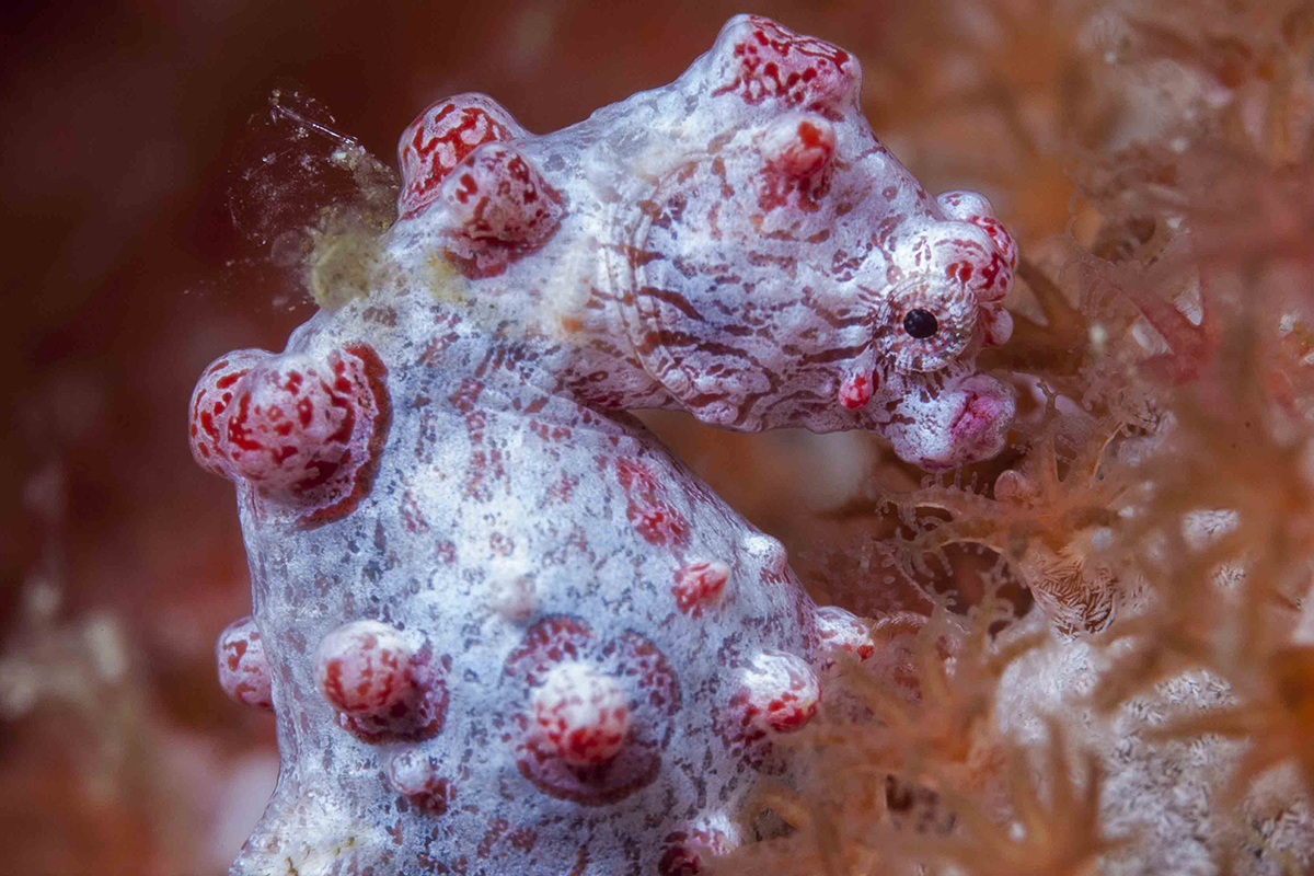 15 Incredible Sea Critters to See While Diving in Indonesia