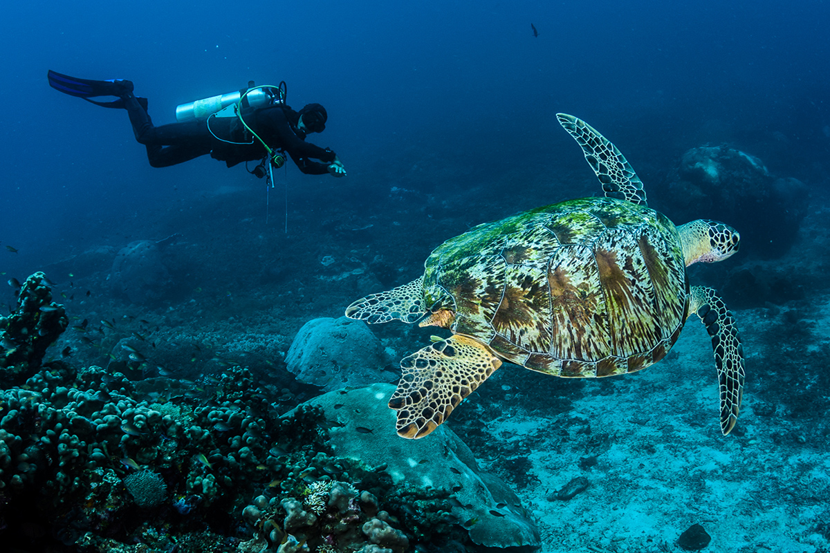 15 Incredible Sea Critters to See While Diving in Indonesia