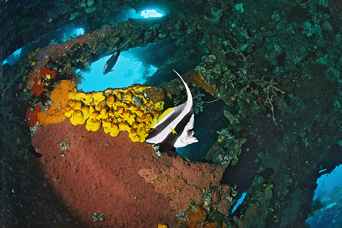 Diving the USS Liberty Shipwreck in Tulamben, Bali