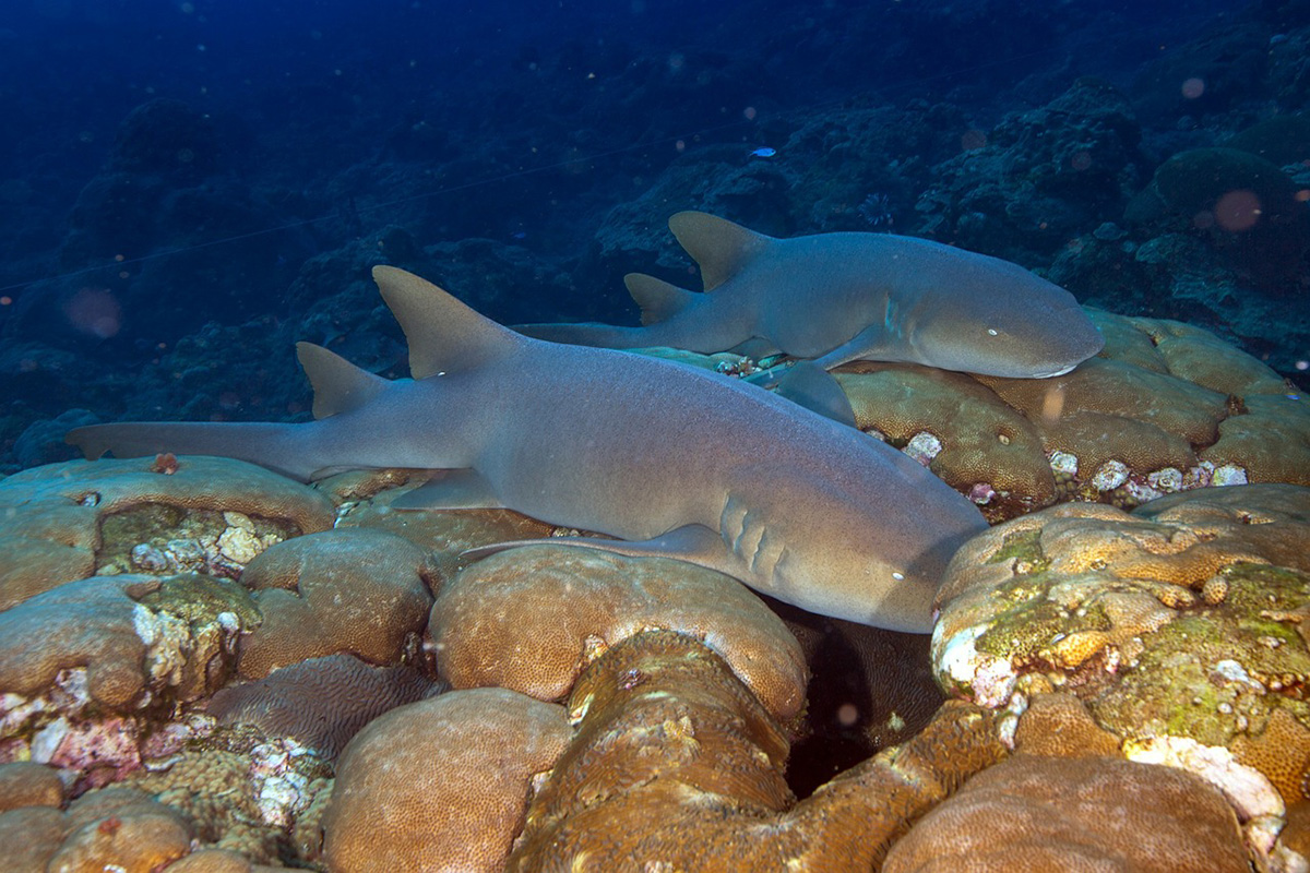 Meet the Reef Sharks of Bali
