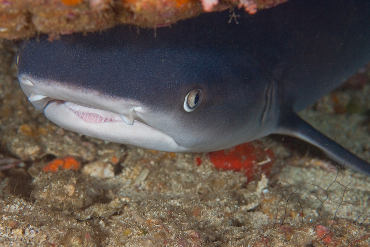 Meet the Reef Sharks of Bali