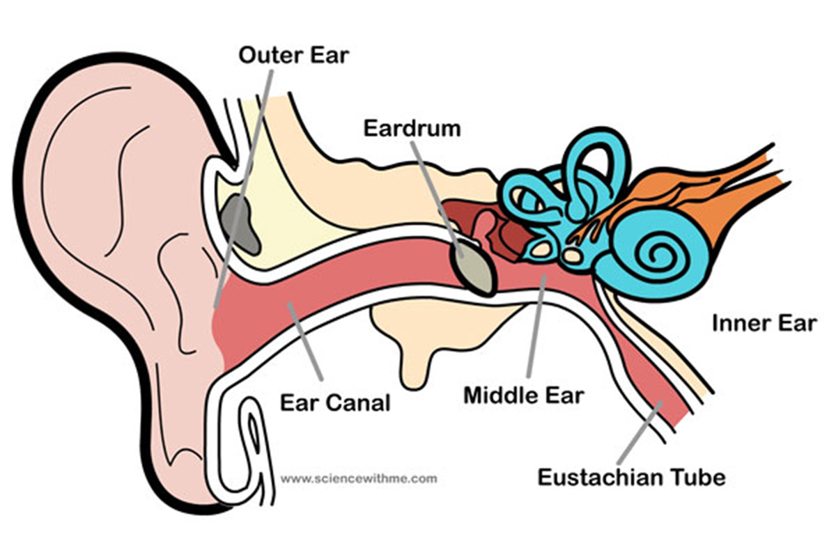 Taking Care Of Your Ears While Diving 