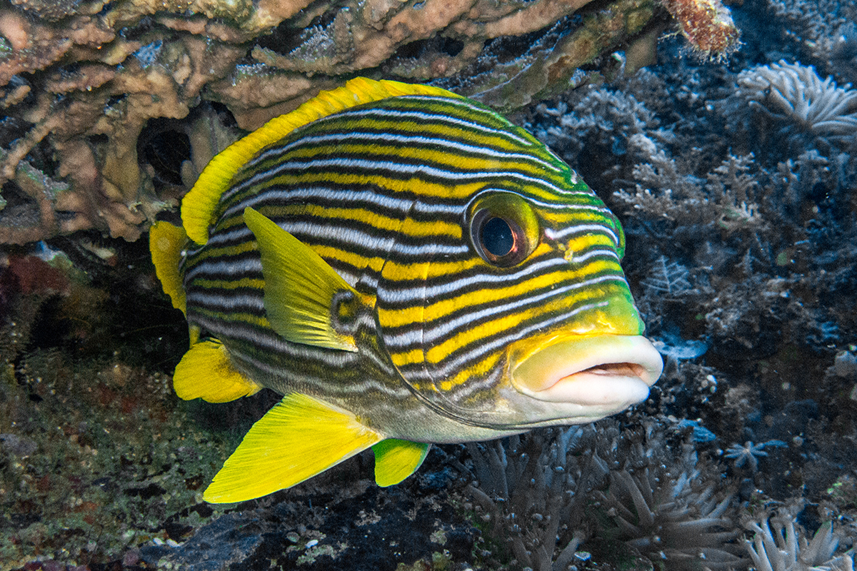 6 Interesting Reef Fish You’ll See Around Candidasa, Bali