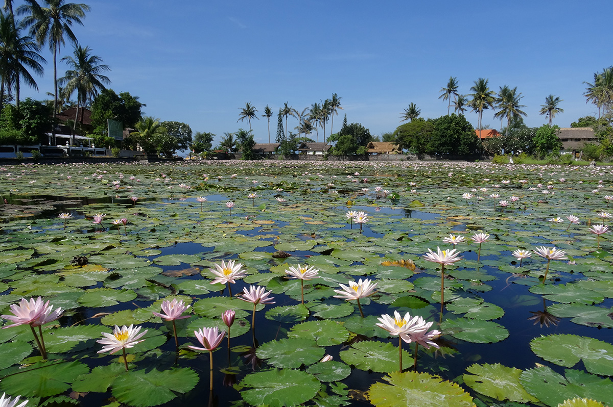 Lotus Lagoon close to Lotus Bungalows Candidasa