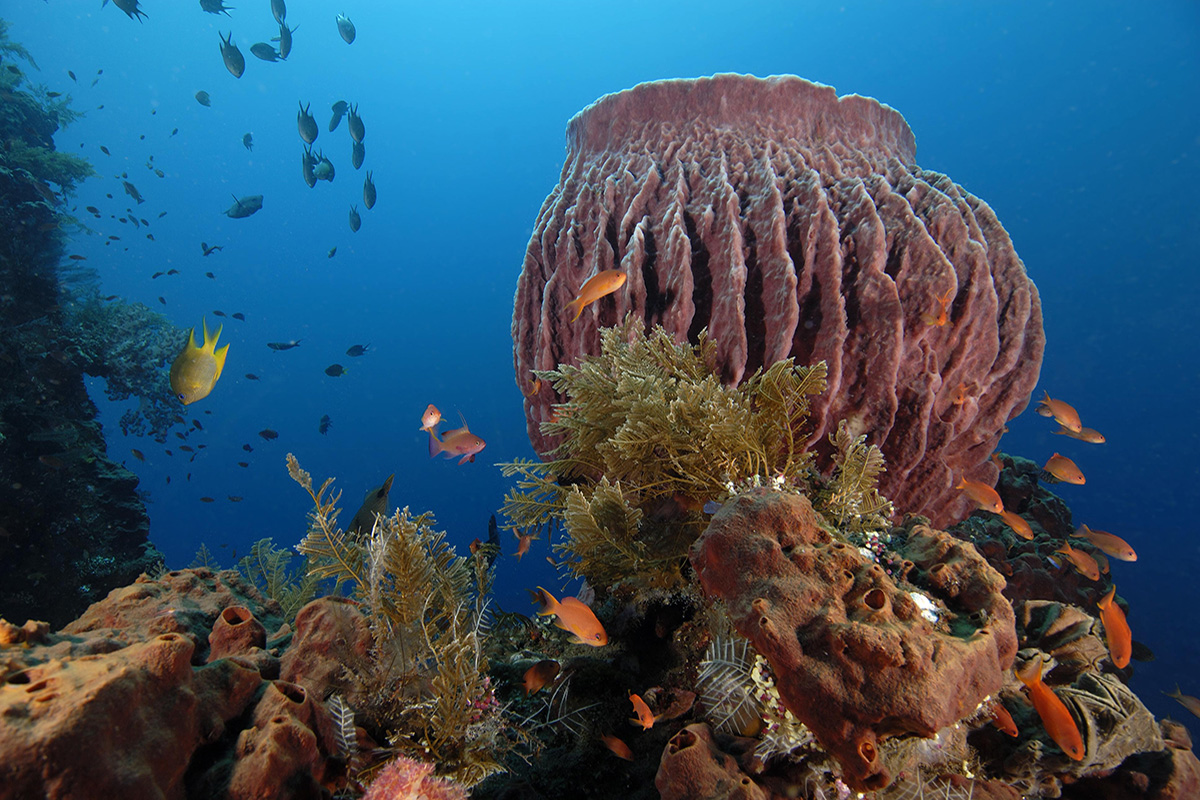 Where to Find the Best Coral Reefs Around Bali