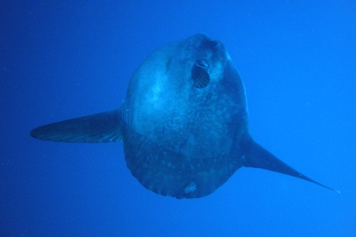 10 Fascinating Facts About Mola-Mola