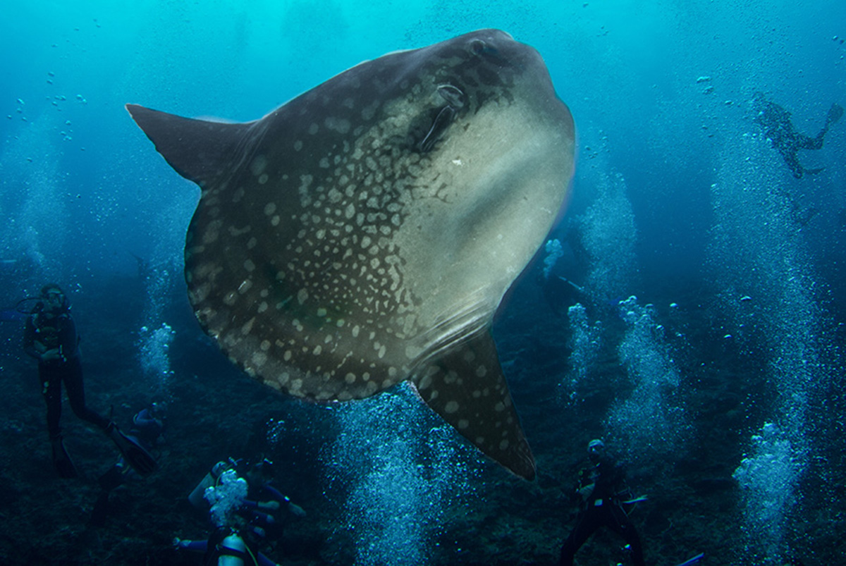 10 Fascinating Facts About Mola-Mola