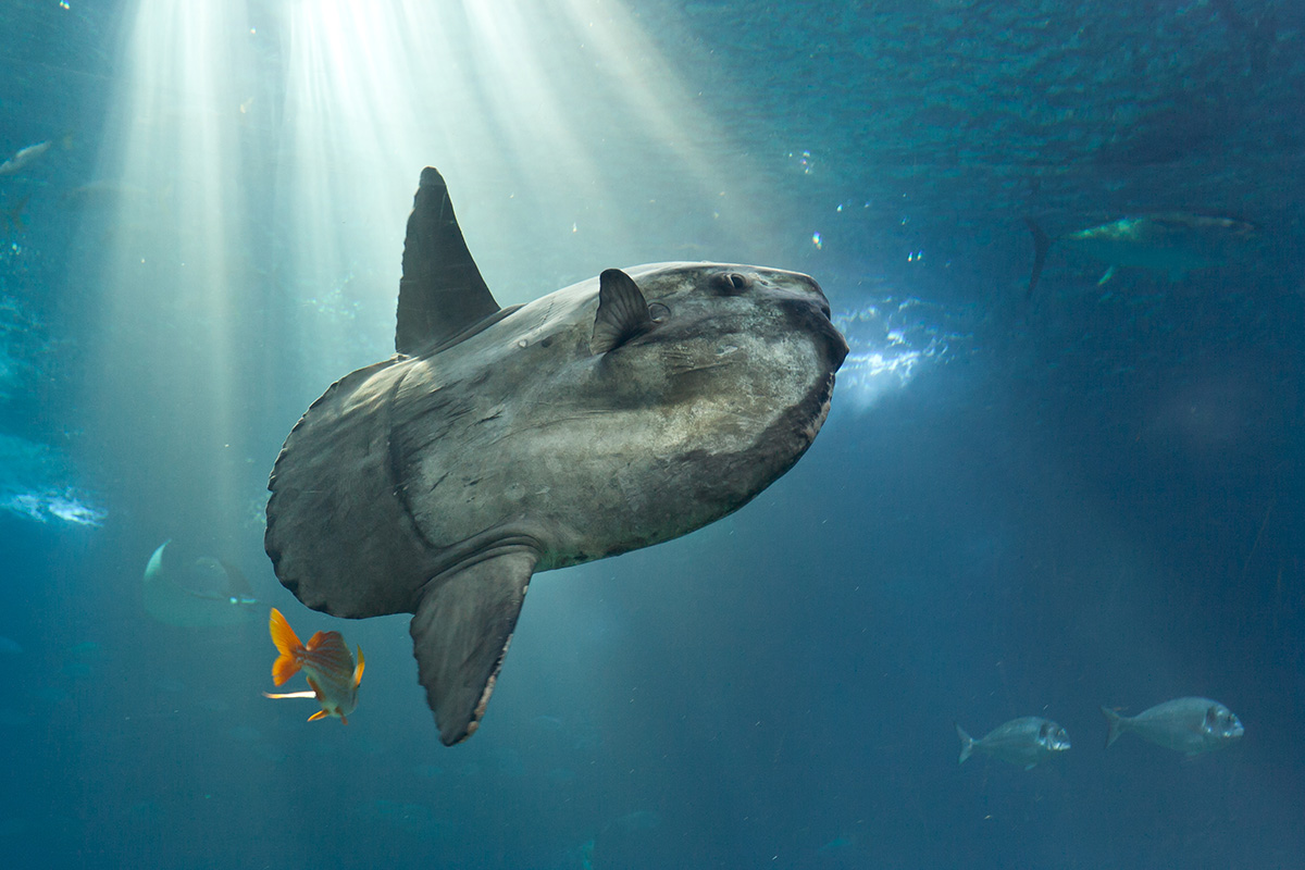 Diving with Mola Mola in Candidasa, Bali