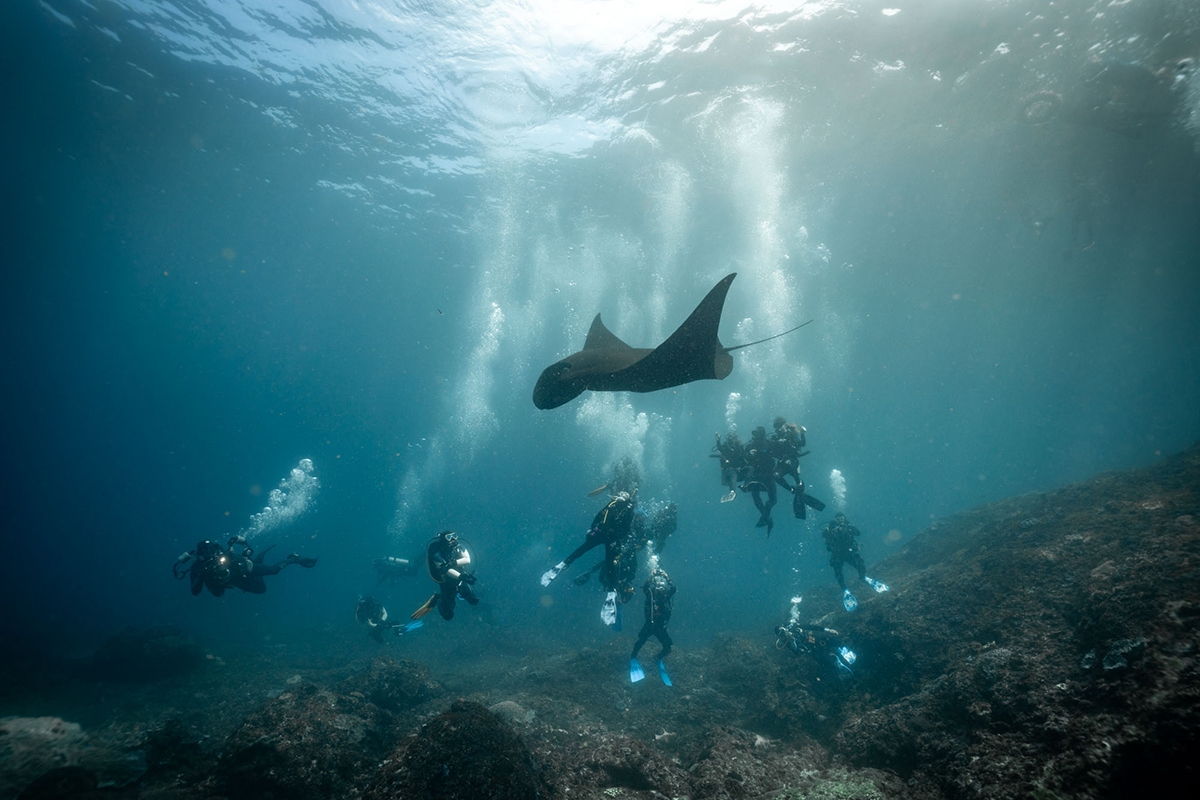 Diving with Manta Rays in Bali