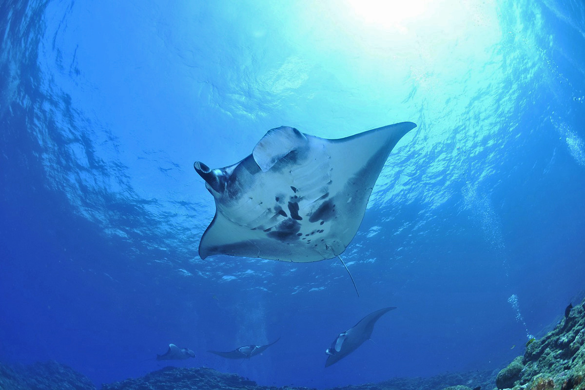 Diving Manta Point, Nusa Penida