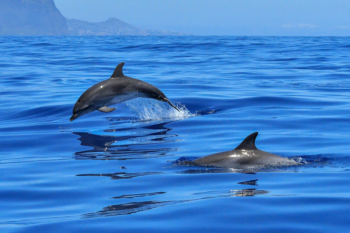 Cruise with Dolphins in Lovina Bali