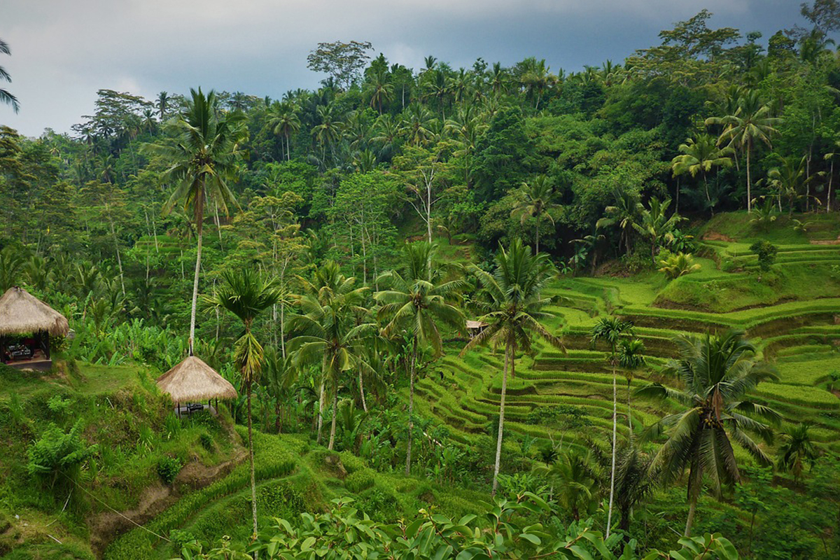 Balinese Wildlife Wonders: A Dive into the Island’s Biodiversity